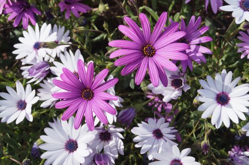 cosmos flower violet