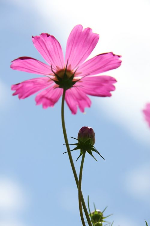 cosmos pink flower