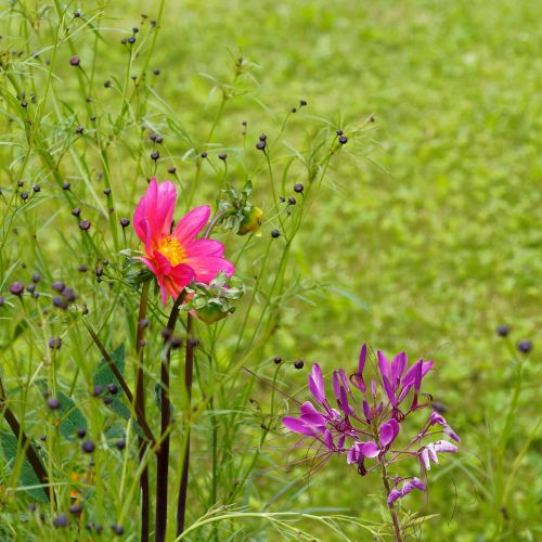 cosmos flowers garden