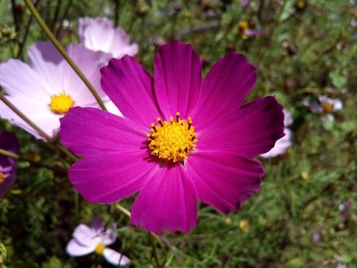 cosmos flower astrov