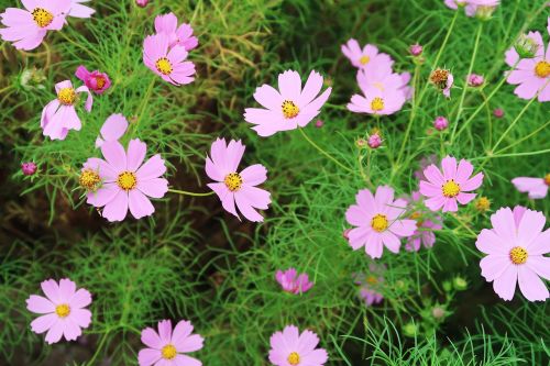 cosmos flowers plants