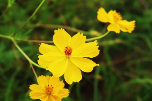 cosmos yellow cosmos flower garden