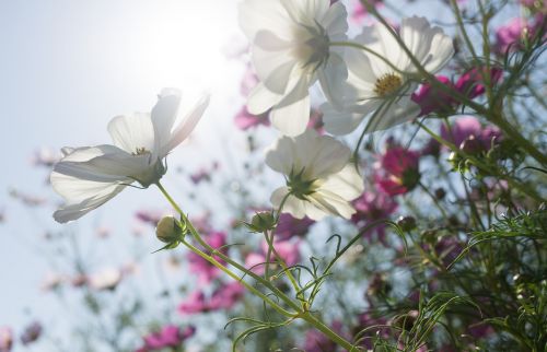 cosmos autumn flowers