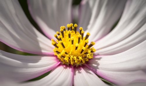 cosmos autumn flowers