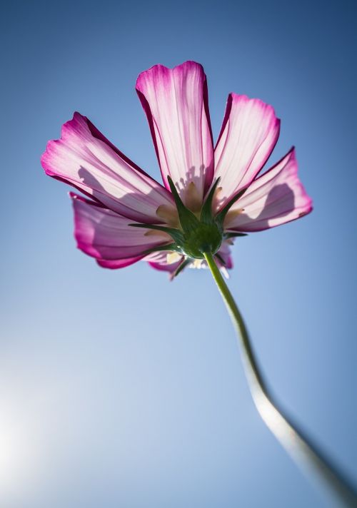 cosmos autumn flowers