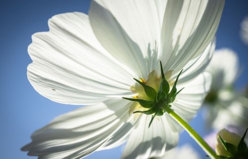 cosmos autumn flowers