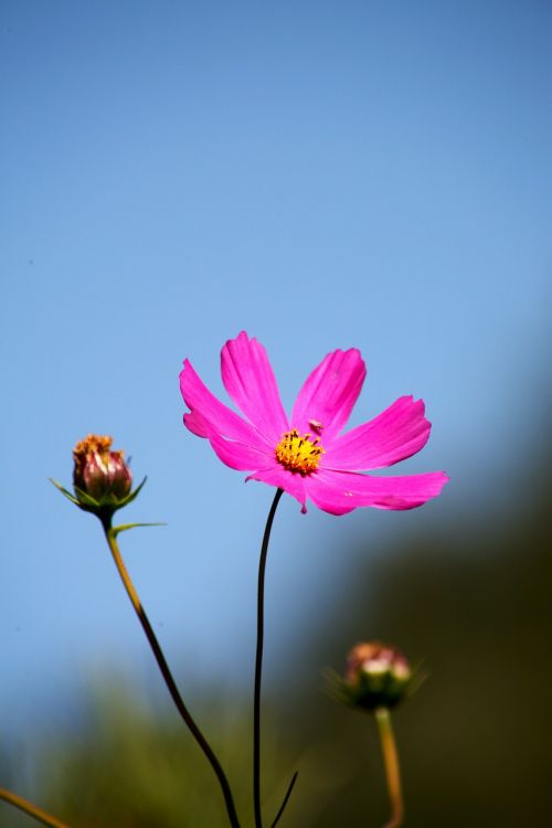 cosmos autumn sky