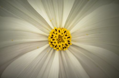 cosmos autumn flowers