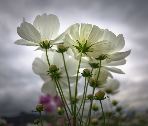 cosmos autumn flowers