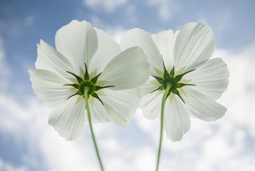 cosmos autumn flowers