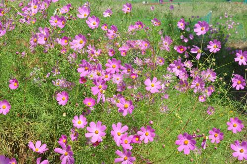 cosmos flower plant