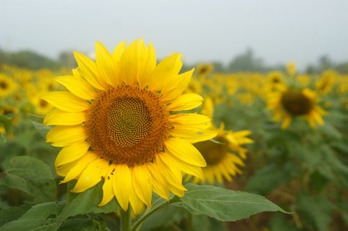 cosmos sunflower yellow flowers