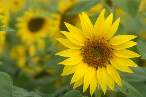cosmos sunflower yellow flowers