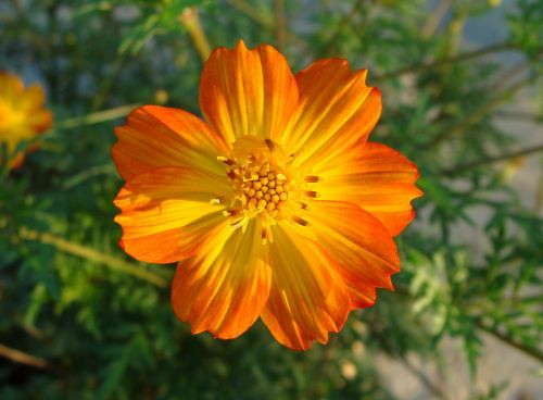 cosmos bicolor flower