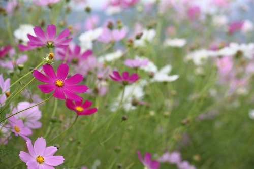 cosmos  autumn  fall