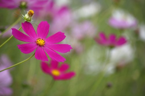 cosmos  autumn  fall