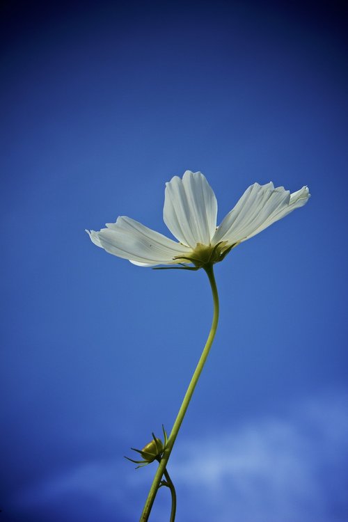 cosmos  white  flower