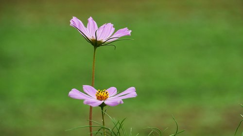 cosmos  plants  nature