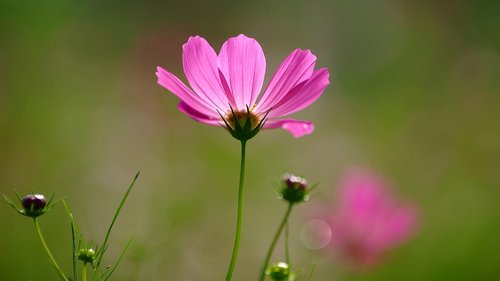 cosmos  flowers  red color