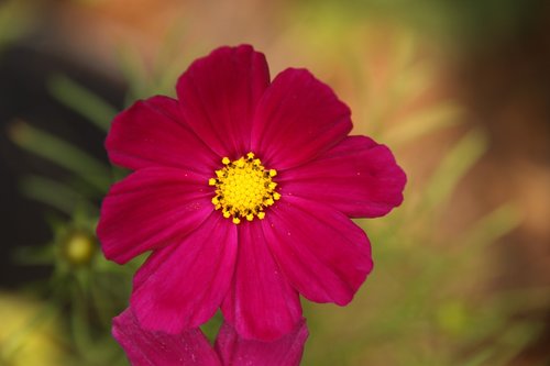 cosmos  red  natural