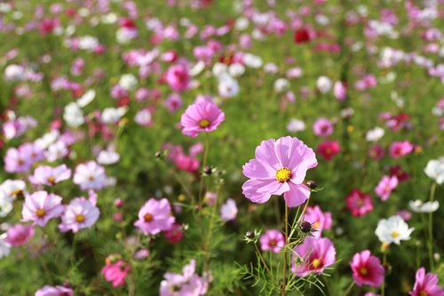 cosmos  flowers  nature