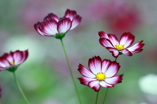 cosmos the universe flowers