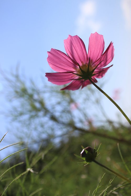 cosmos  flowers  nature