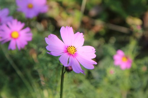 cosmos  cosmos flower  flowers