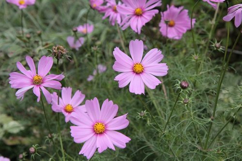 cosmos  flowers cosmos  garden