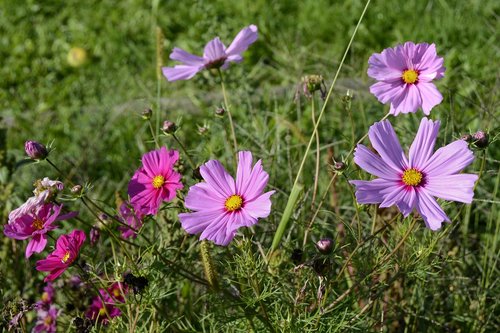 cosmos  blossom  bloom