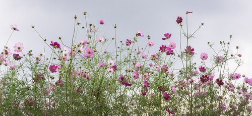 cosmos  autumn  nature