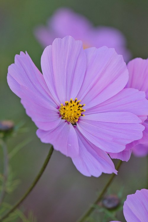 cosmos  cosmea  beauty