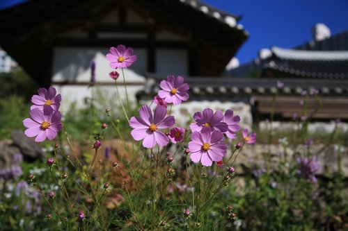 cosmos  flowers  nature