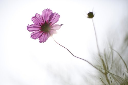 cosmos  flowers  autumn