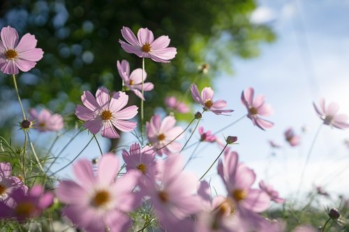 cosmos  flowers  autumn