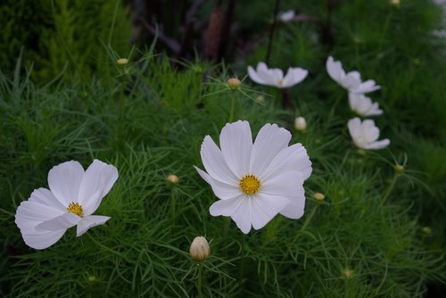 cosmos  autumn  flowers