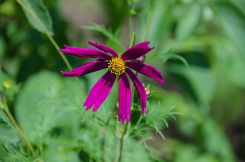 cosmos flower beautiful