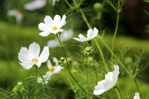 cosmos  white  garden