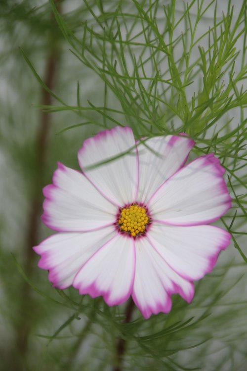 cosmos  flower  cosmos pink