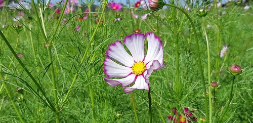 cosmos  republic of korea  flowers