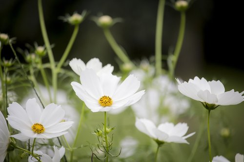 cosmos  white  flowering