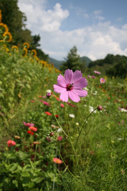 cosmos pink field