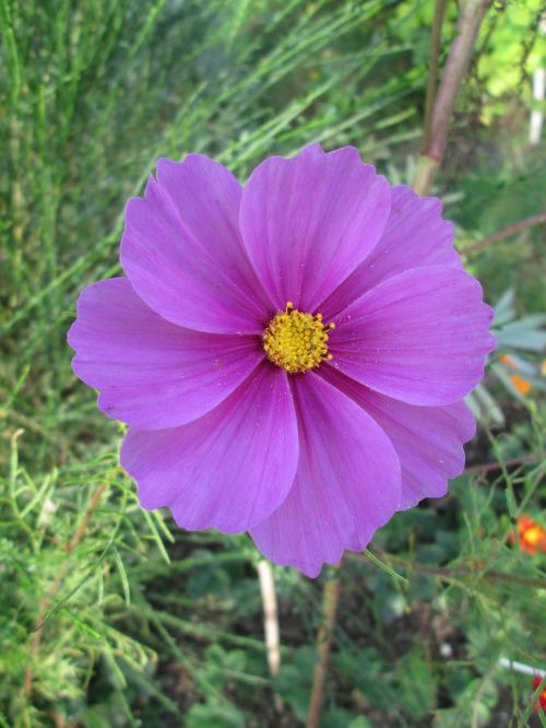 cosmos cosmea flower