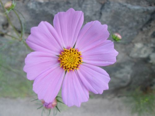 cosmos garden flower