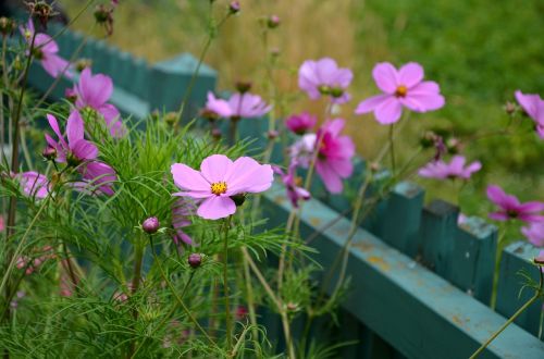 cosmos cosmos bipinnatus garden