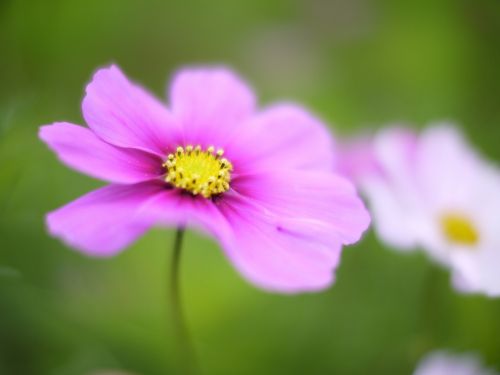 cosmos fantasy flowers