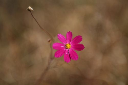 cosmos flowers wildflower