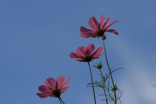 Cosmos Against Blue Sky