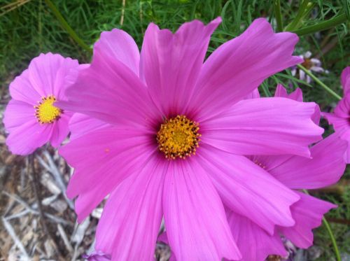 cosmos bipinnatus pink flower close