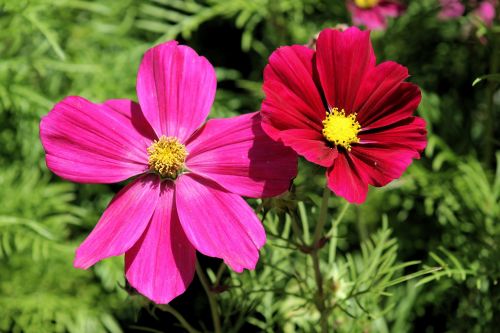 cosmos bipinnatus cosmea flowers